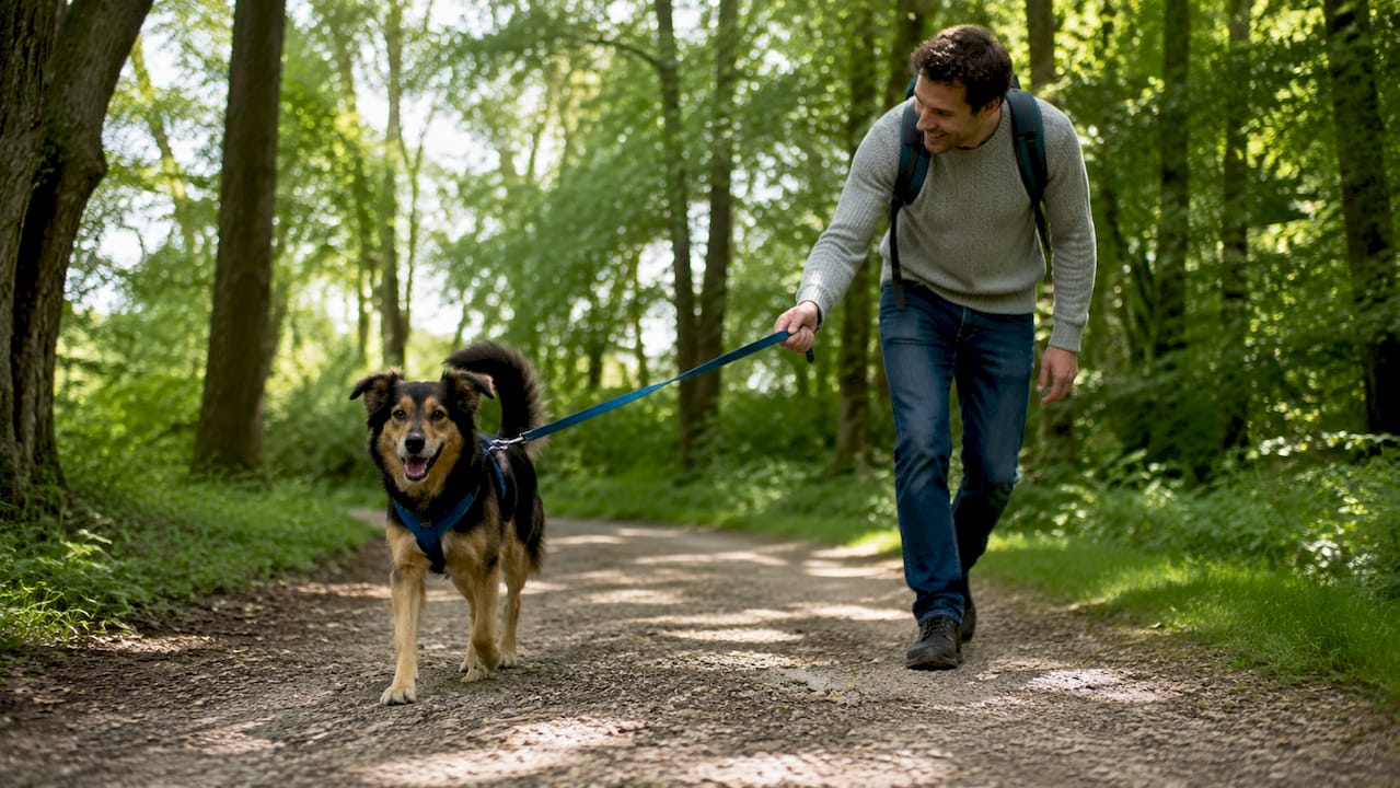 Un chien profite d’une balade, équipé d’un harnais qui limite la traction sur la laisse.