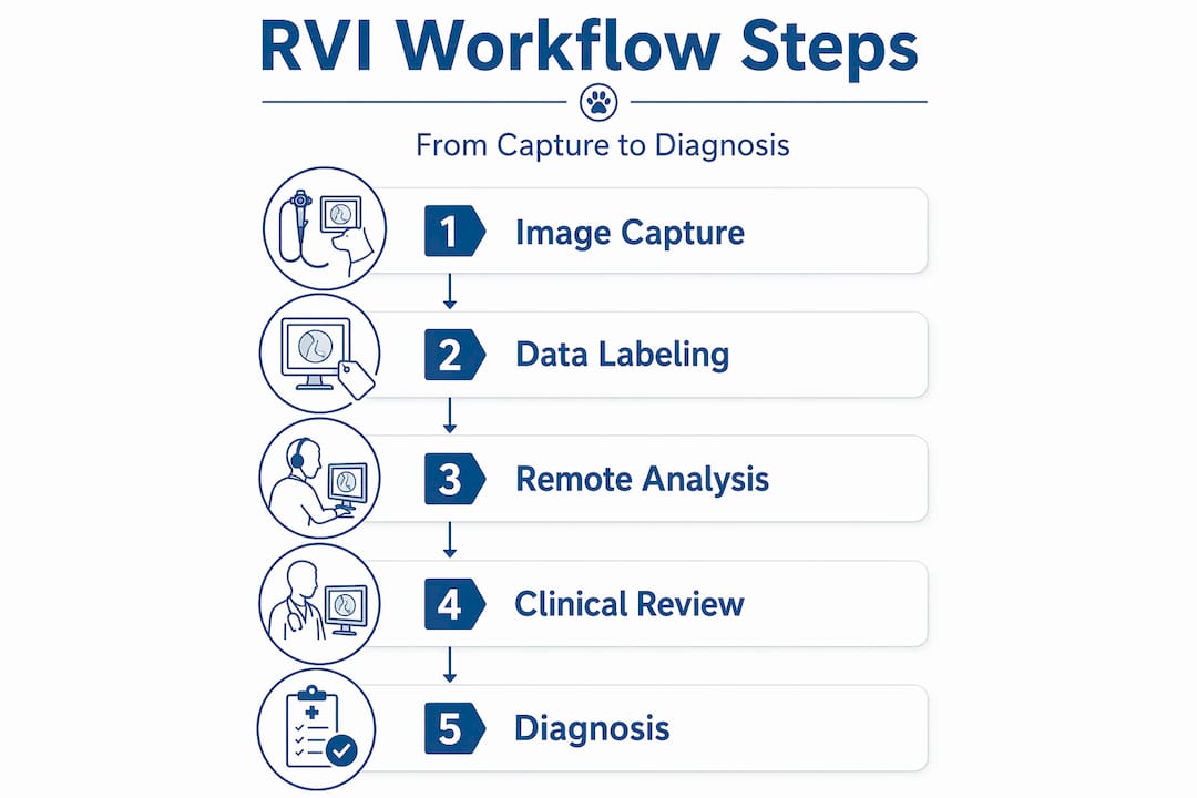 Infographic showing veterinary RVI workflow steps