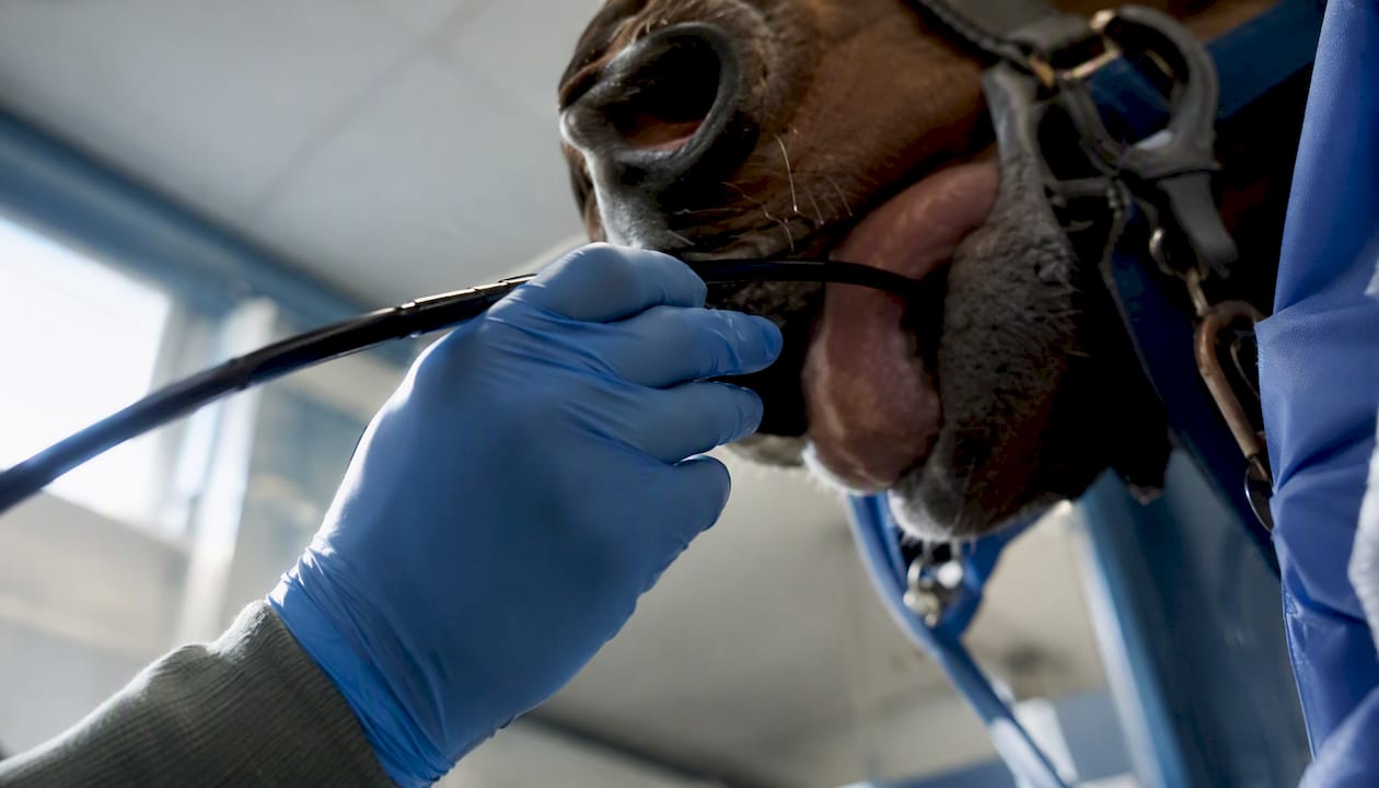 Gloved hand handling flexible endoscope insertion tube near horse