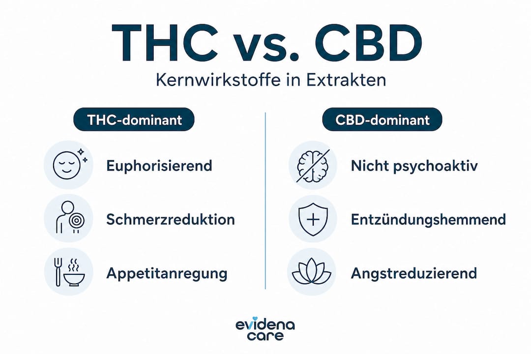 Infografik: THC und CBD im direkten Vergleich – Wirkungsweise und Unterschiede auf einen Blick