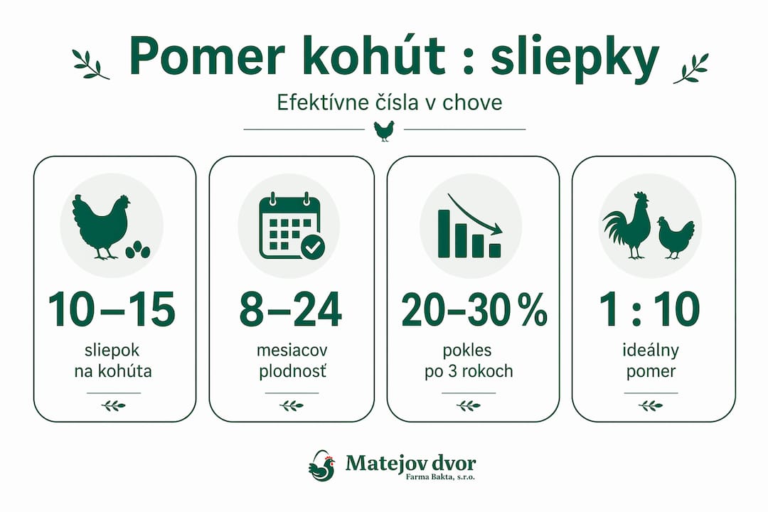 Prehľadná infografika, ktorá prináša štyri najdôležitejšie fakty o tom, aký je správny pomer kohútov k sliepkam v kŕdli.