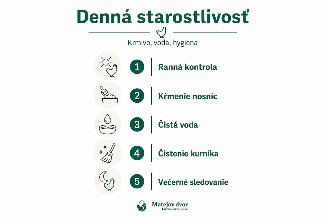 Infografika: každodenná starostlivosť o sliepky krok za krokom