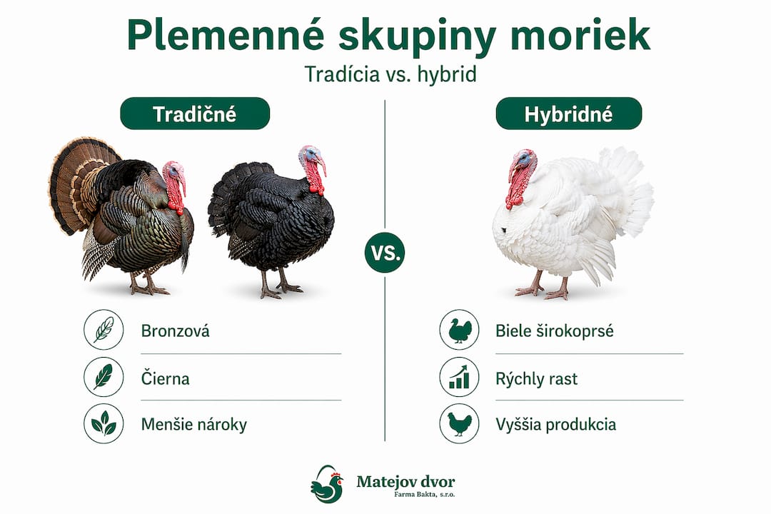 Prehľadná infografika: Rozdiely medzi klasickými a hybridnými moriakmi