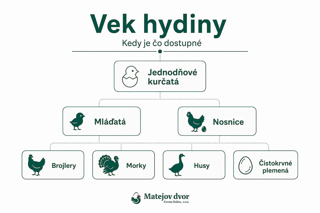 Prehľad vekových skupín hydiny a ich dostupnosti v praktickej infografike