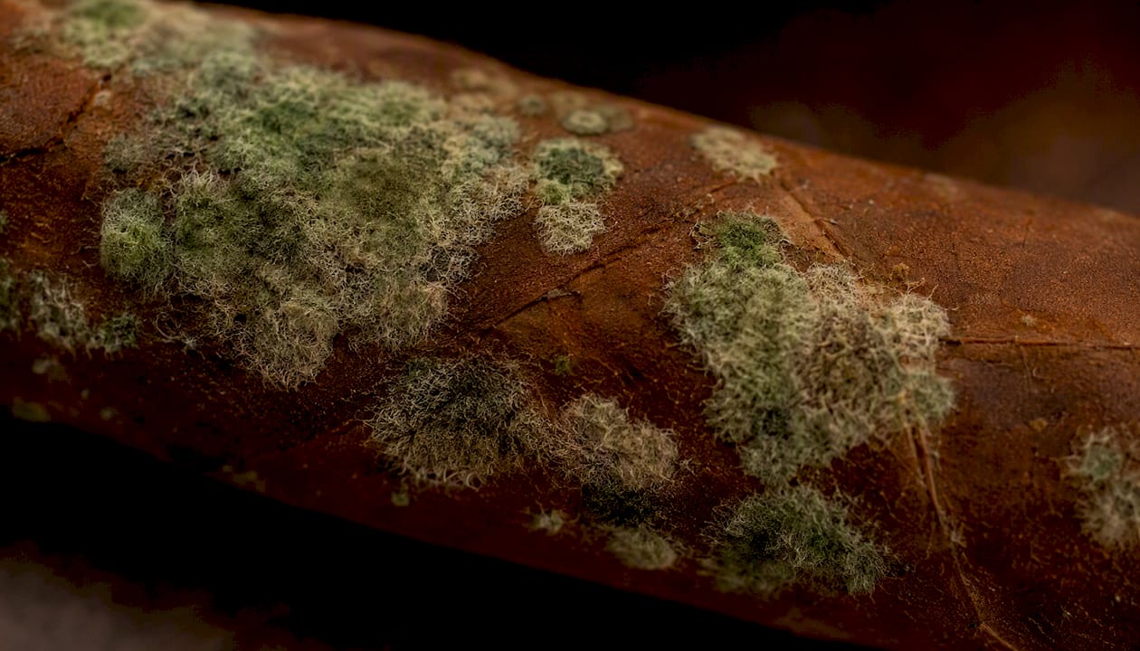 Close-up of fuzzy mold on cigar wrapper