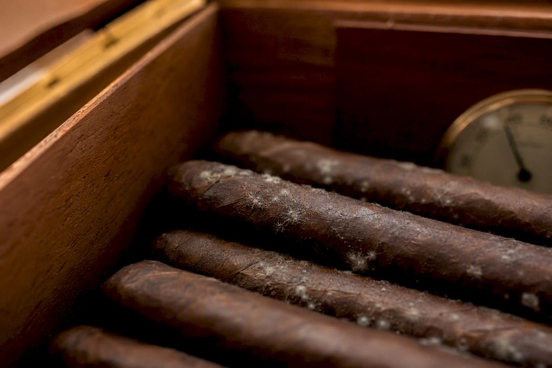 Close-up of mold forming on cigars in humidor