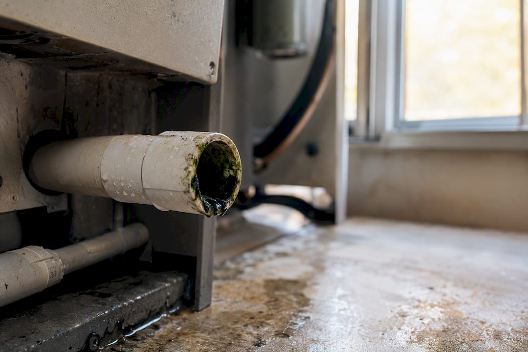 Algae buildup inside clogged AC condensate drain pipe