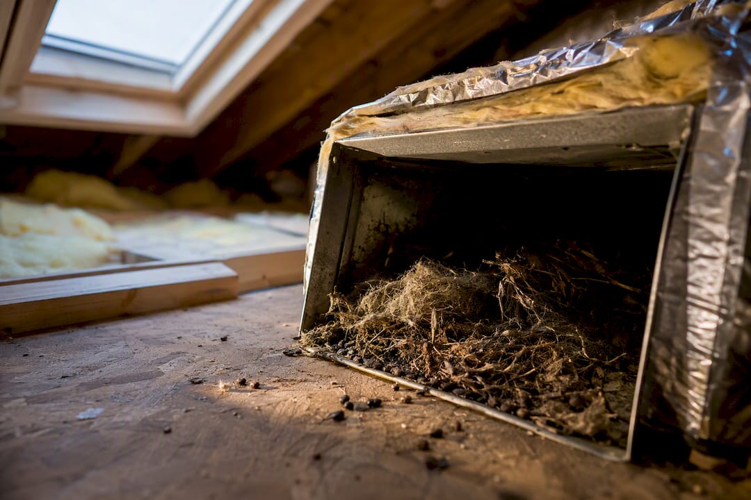 Rodent nesting material inside residential ductwork