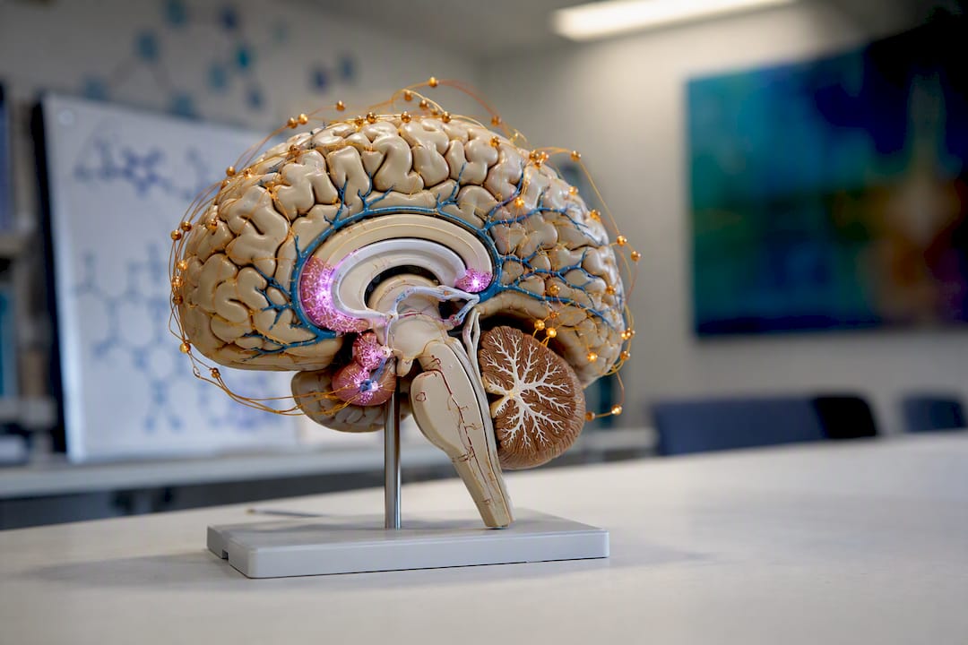 Anatomical brain model highlighting neural pathways