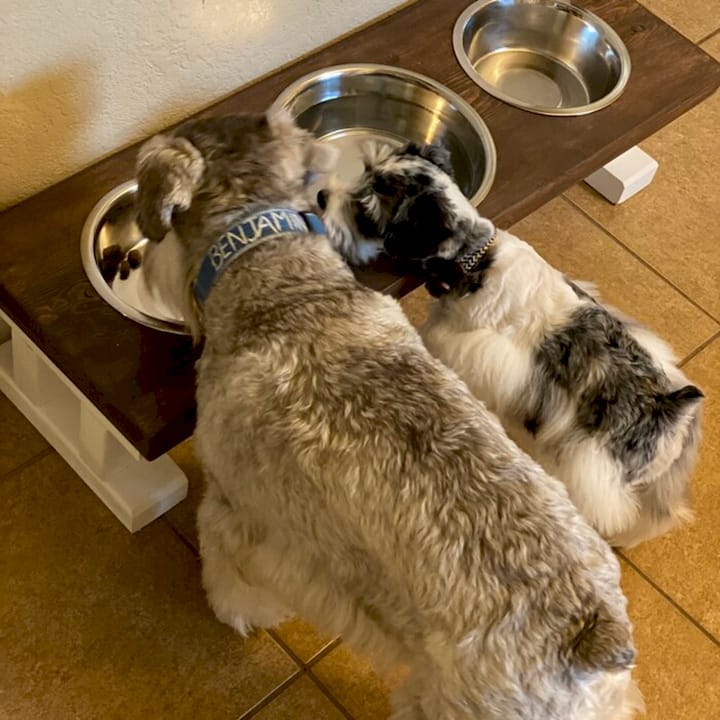 Close-up of organized dog feeding station accessories