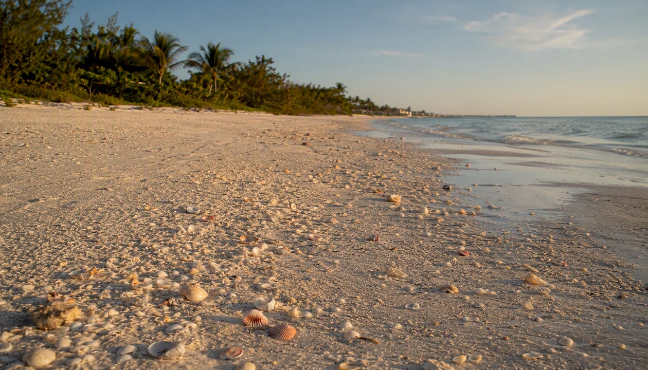 Colorful shells on low tide sandy beach