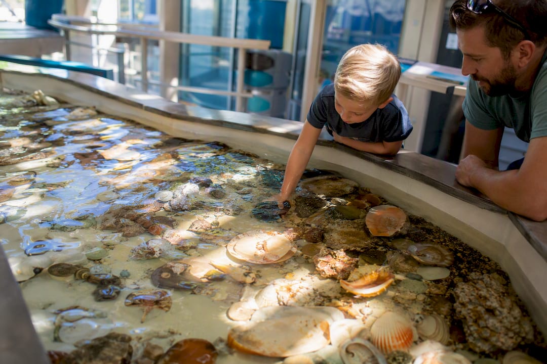 Interactive touch tank with shells and sea life