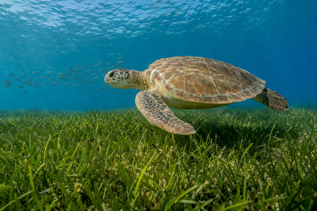 Sea turtle over Cayo Costa seagrass