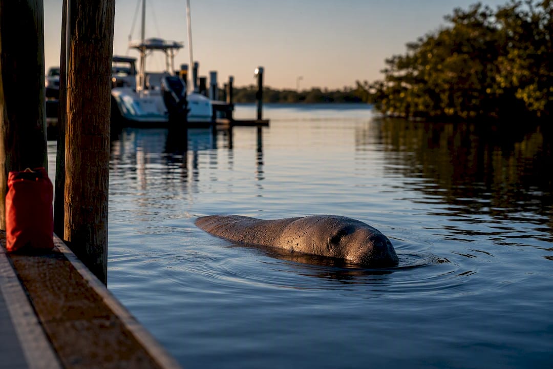 Manatee surfacing beside a Captiva marina