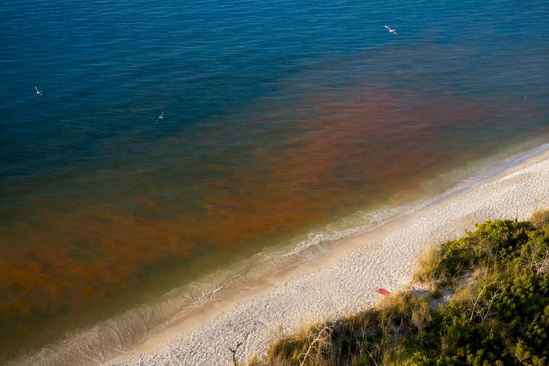 Rust-colored red tide along Captiva shoreline