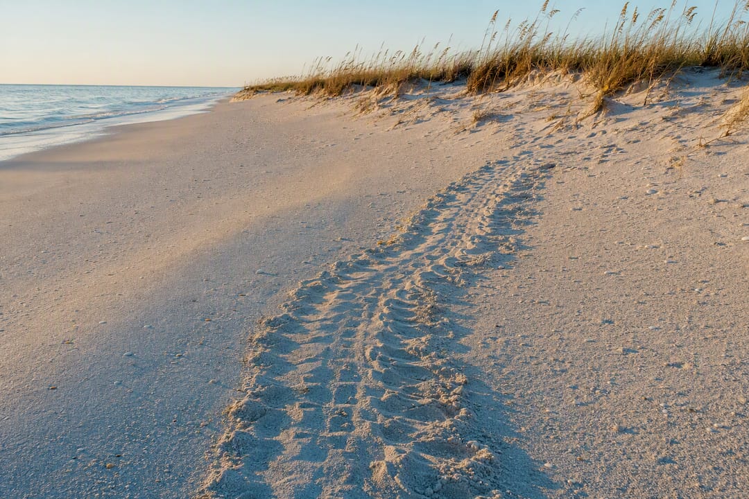 Sea turtle tracks on protected Captiva beach