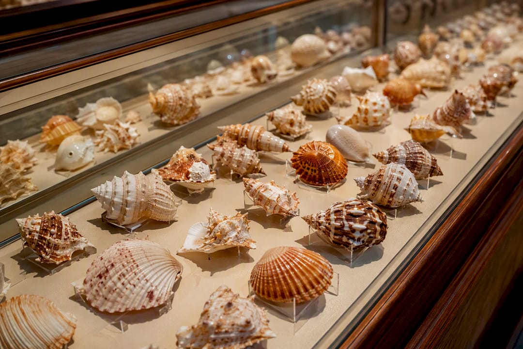 Shell museum display in soft indoor light