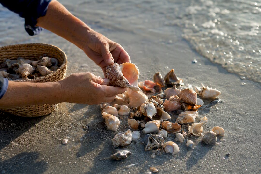 Hands sorting shells at Captiva low tide