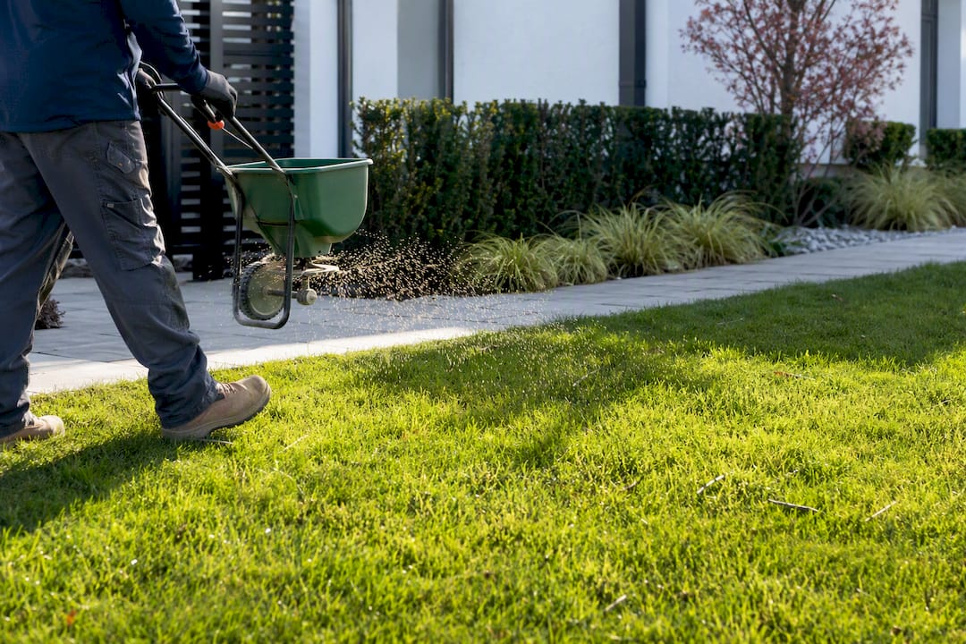 Worker spreading fertilizer on suburban lawn