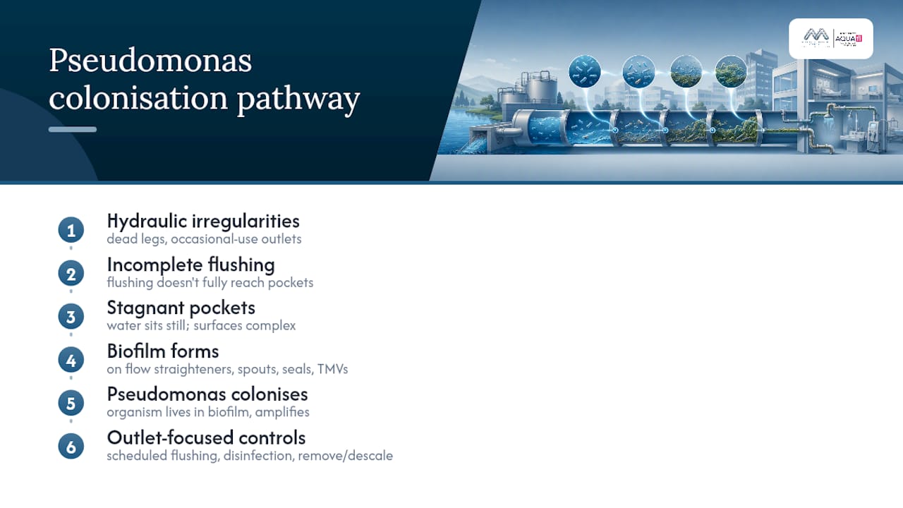 Stagnation pathway leading to Pseudomonas biofilm