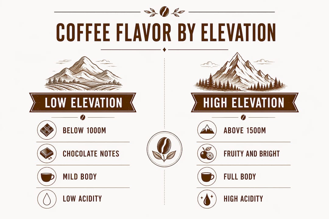 Infographic comparing coffee flavor profiles by elevation