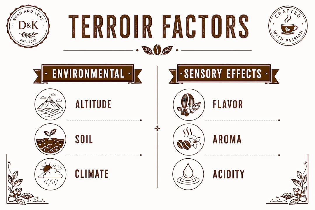 Infographic comparing environmental factors and sensory effects in coffee terroir