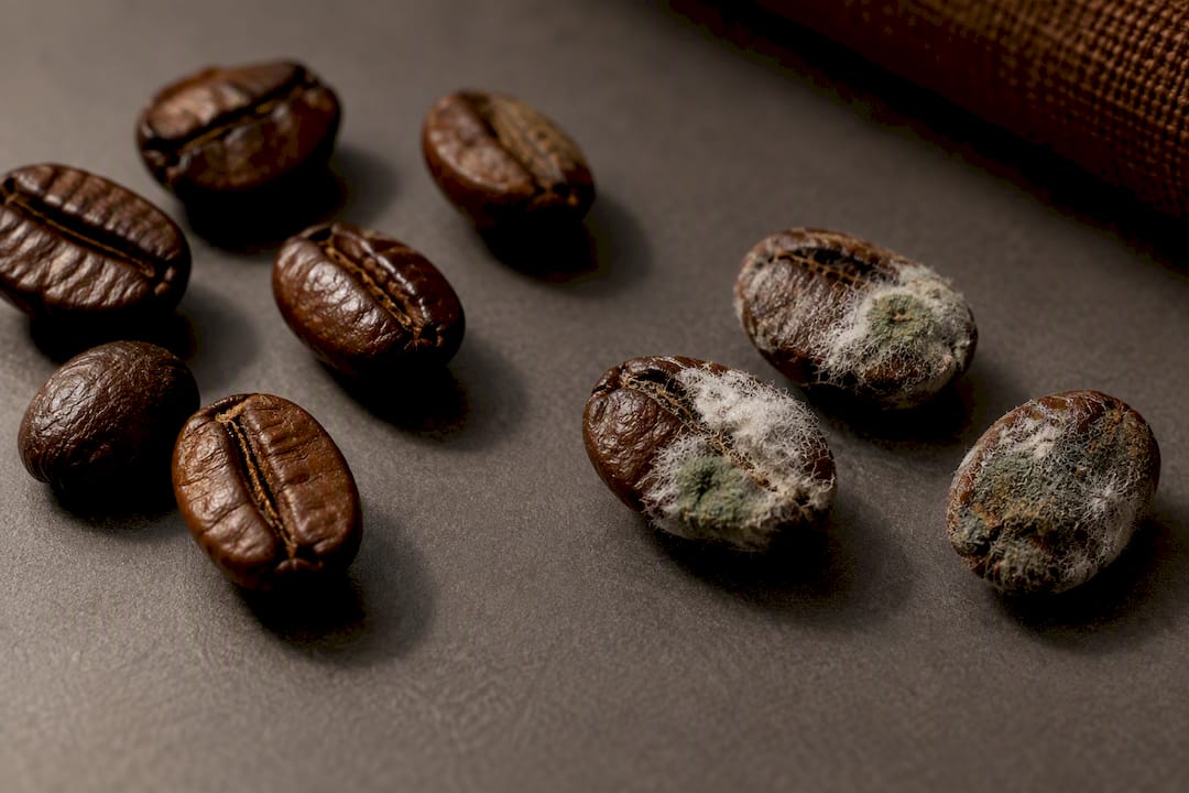 Mold patches visible on stale coffee beans