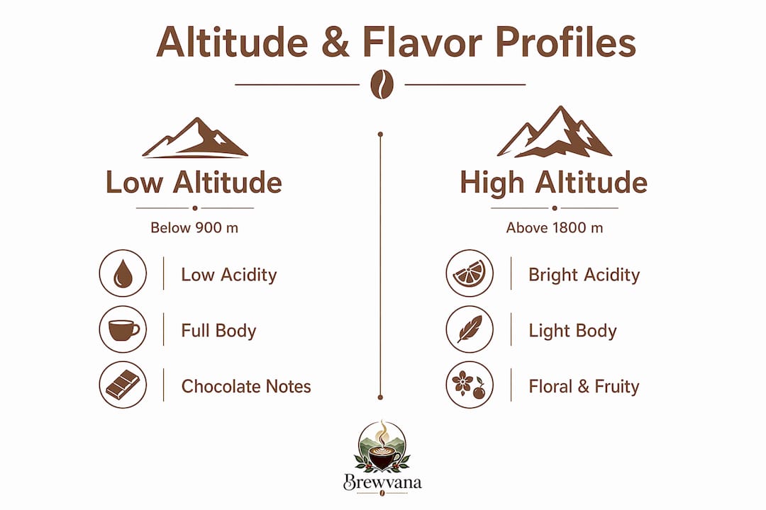 Infographic comparing low and high altitude coffee flavor profiles