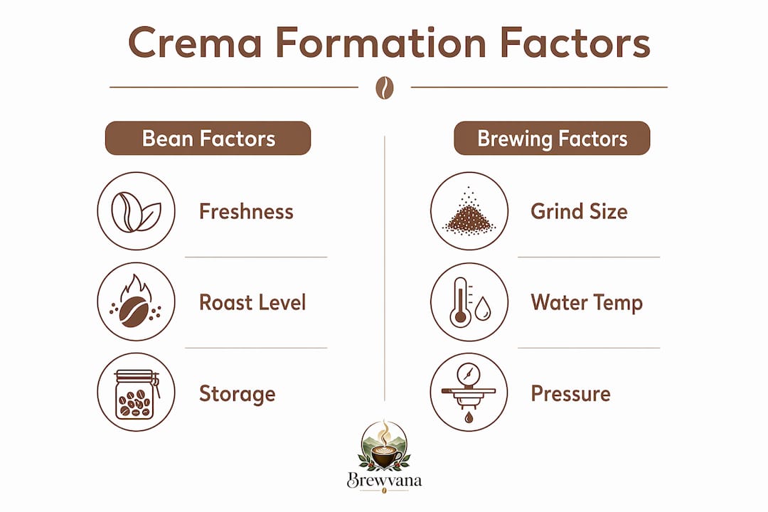 Infographic showing factors influencing coffee crema formation
