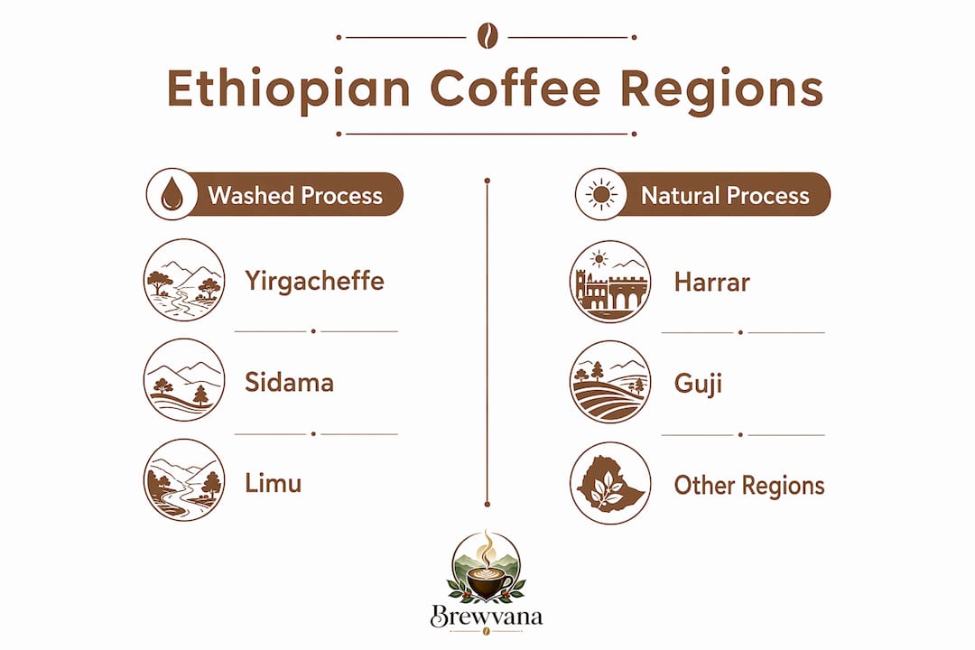 Infographic comparing Ethiopian coffee regions by processing type
