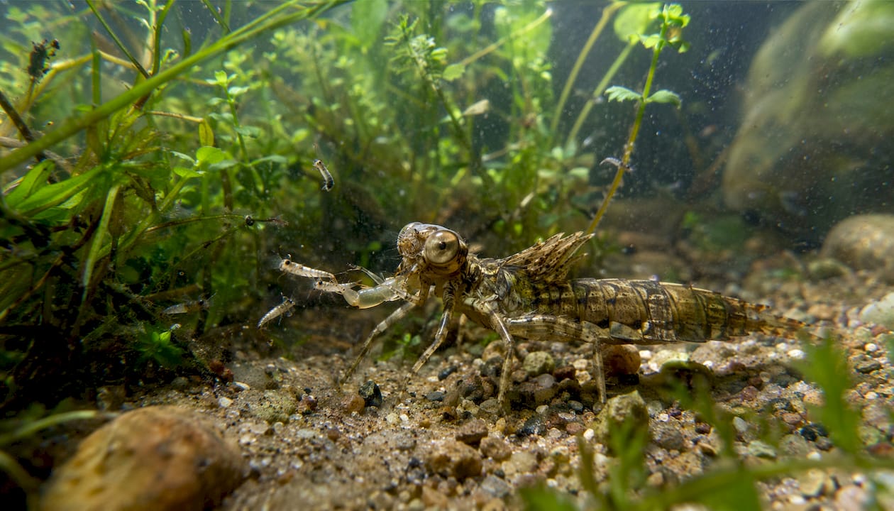 Underwater close-up of dragonfly nymph hunting mosquito larvae