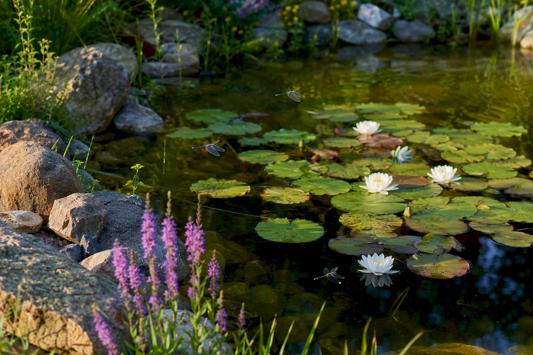 Dragonflies flying over backyard garden pond