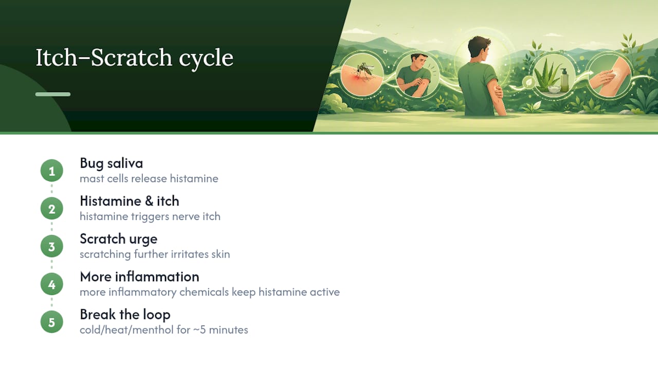 Diagram of the itch scratch inflammation loop