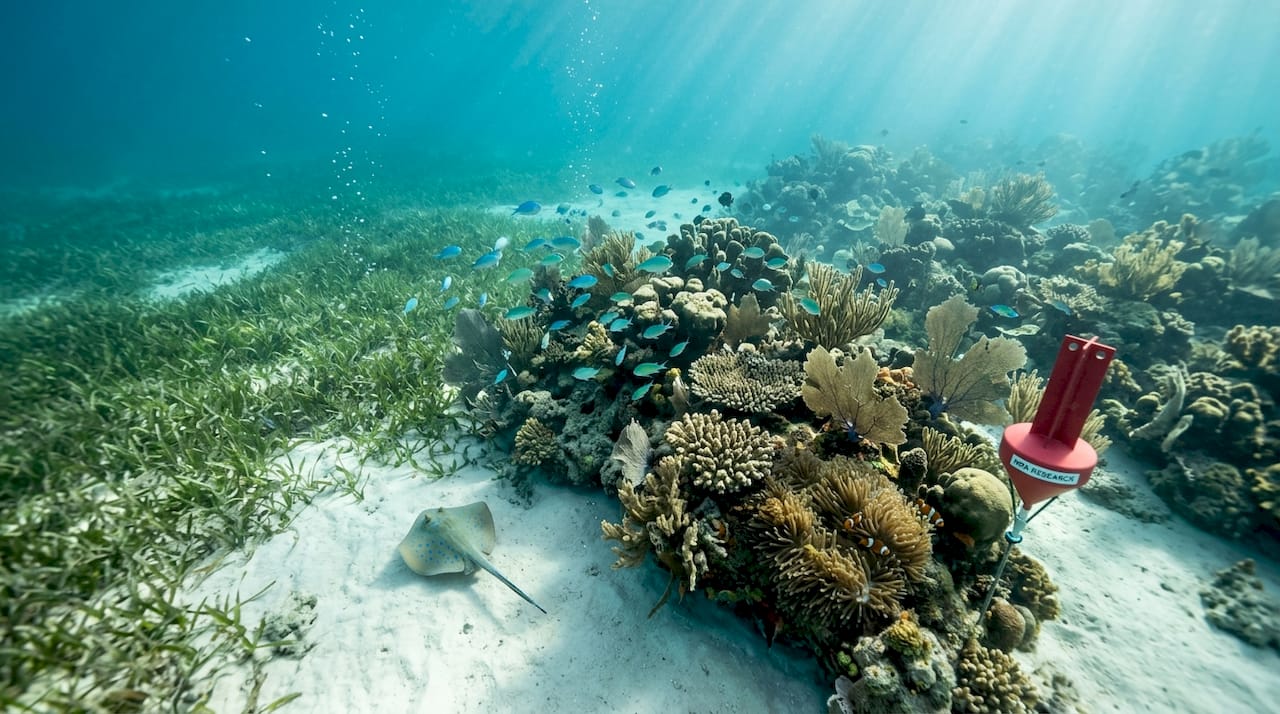 Underwater coral reef with fish and turtle