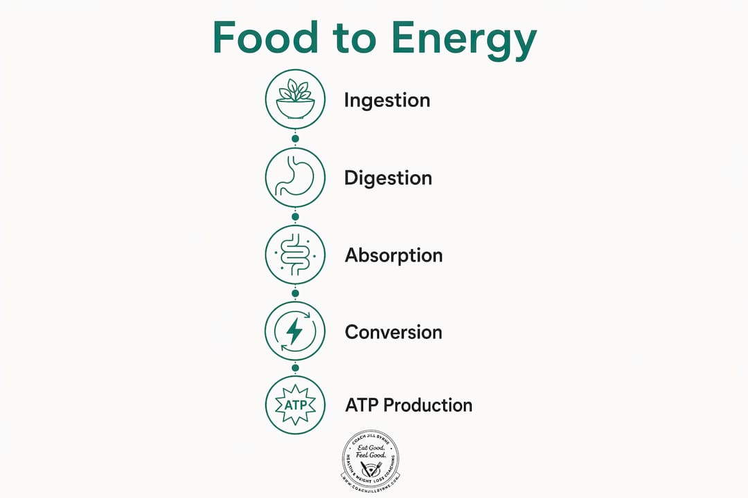 Infographic showing stages of food energy conversion