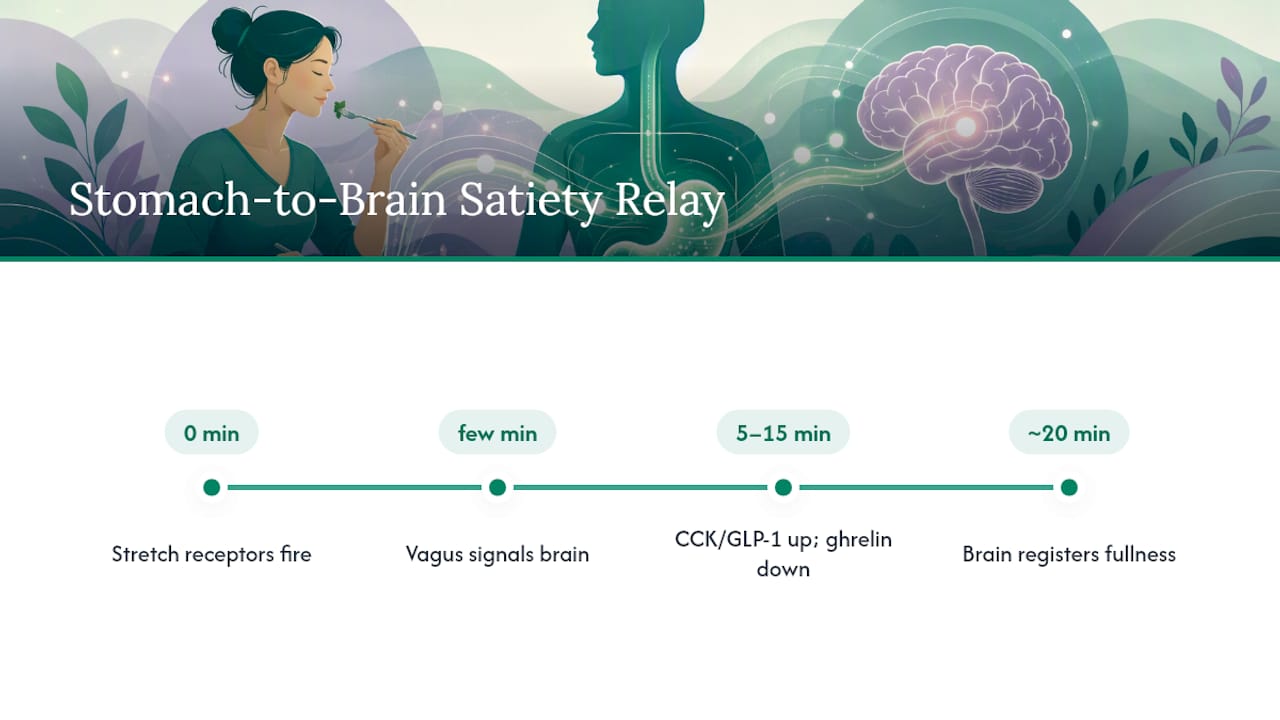Diagram of gut-brain satiety signal timing mechanism