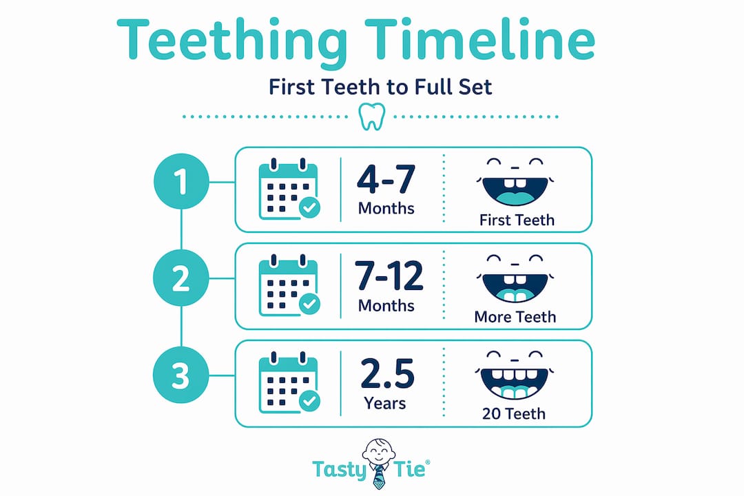 Infographic showing infant teething timeline steps