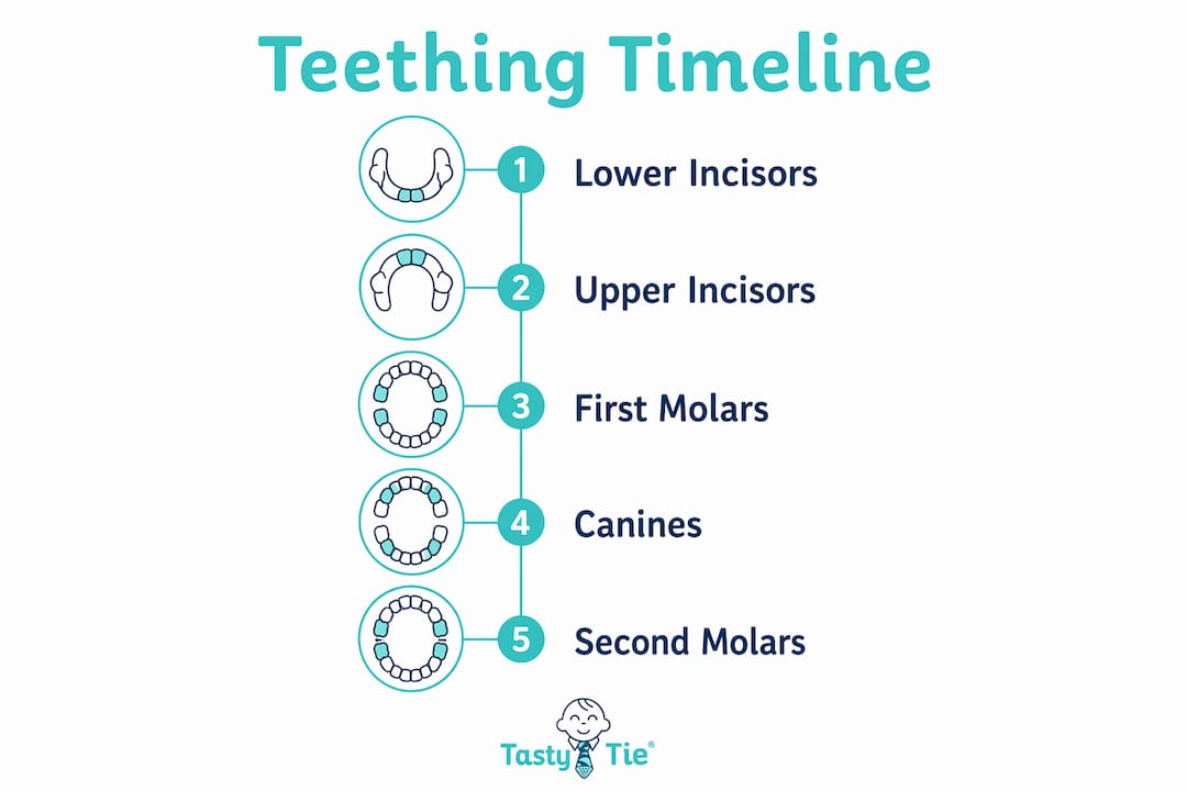Infographic showing infant teething age timeline steps
