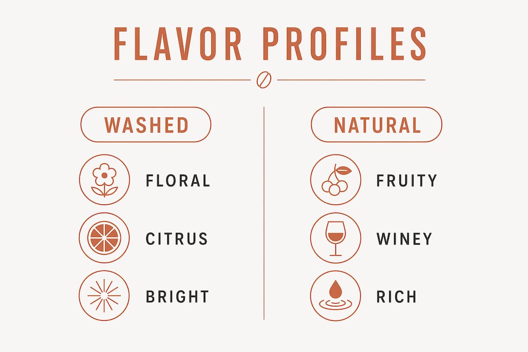 Infographic comparing washed and natural Ethiopian coffee flavors
