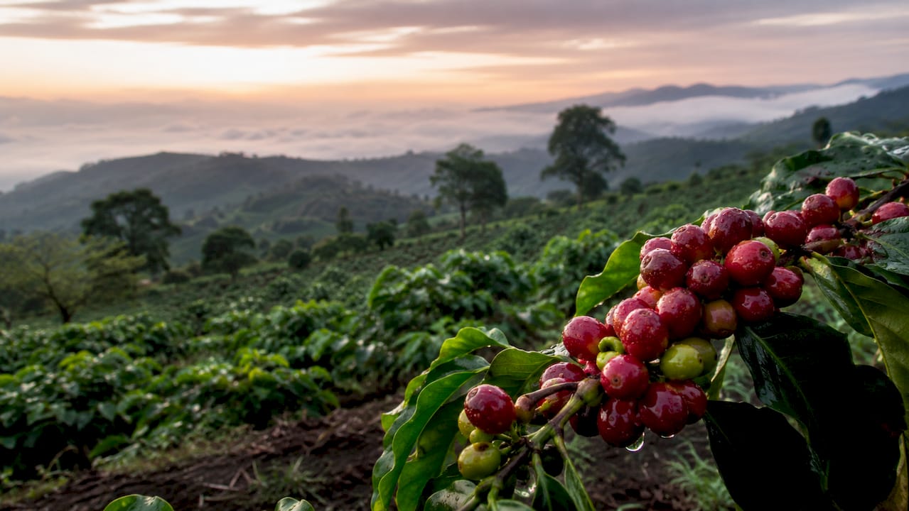 Ethiopian coffee plants on high-altitude farm landscape