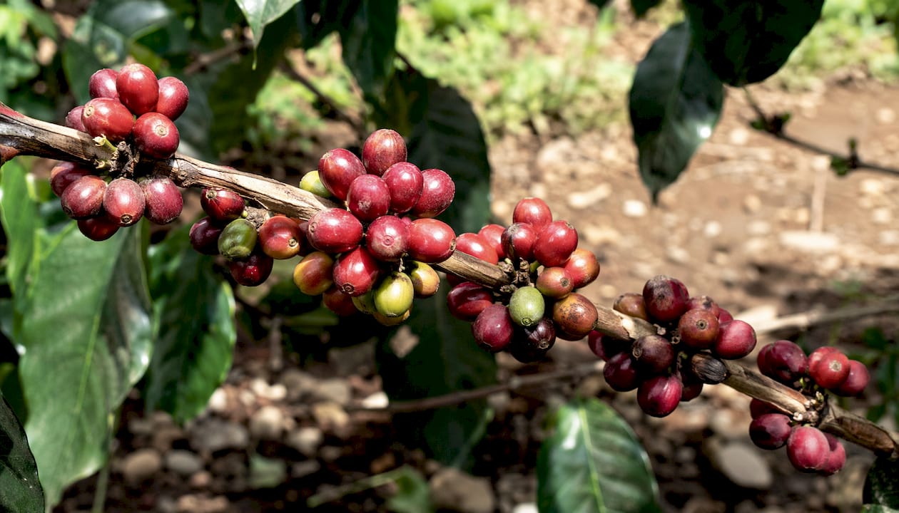 Close-up of ripe coffee cherries on branch outdoors