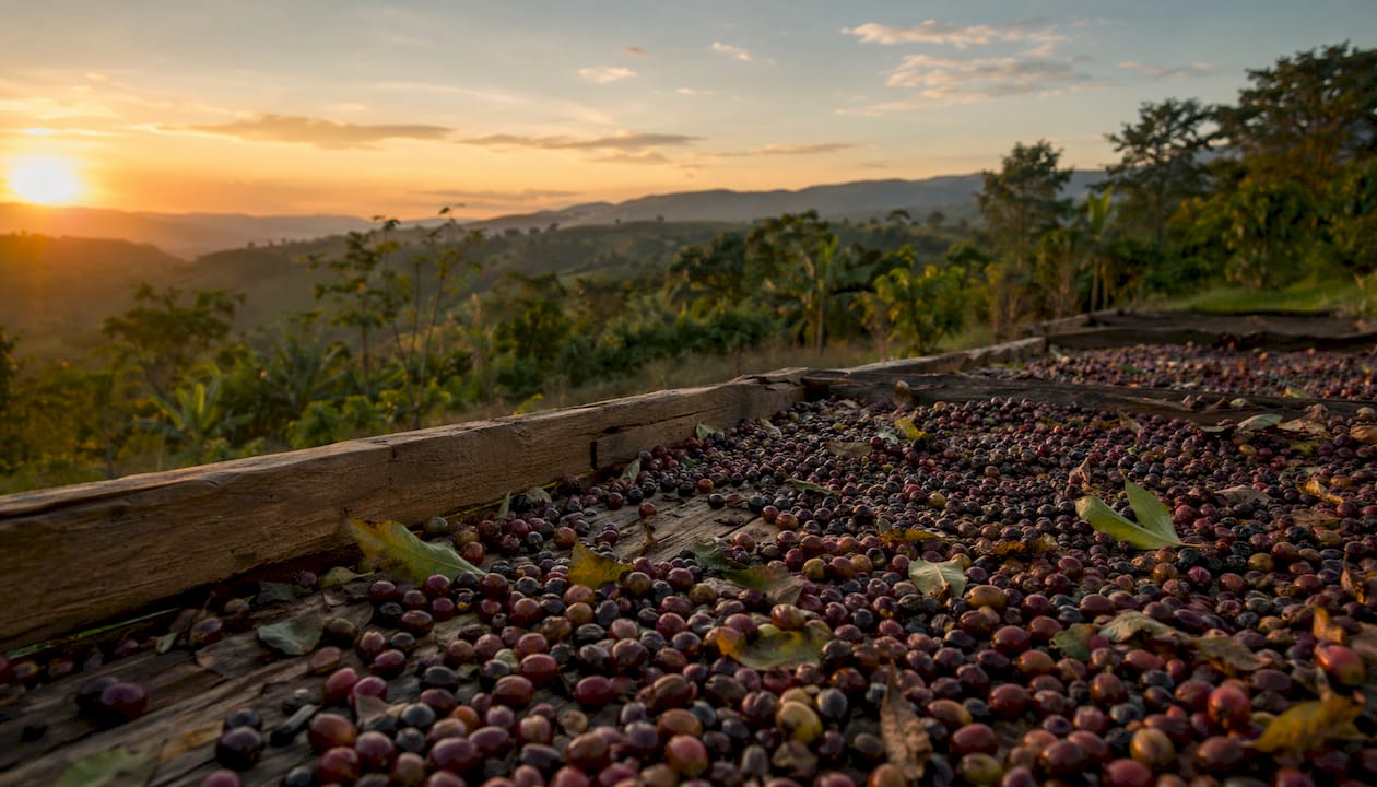 Drying coffee cherries on wooden beds outdoors