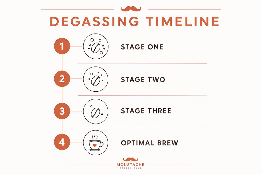 Infographic showing stages of coffee bean degassing timeline