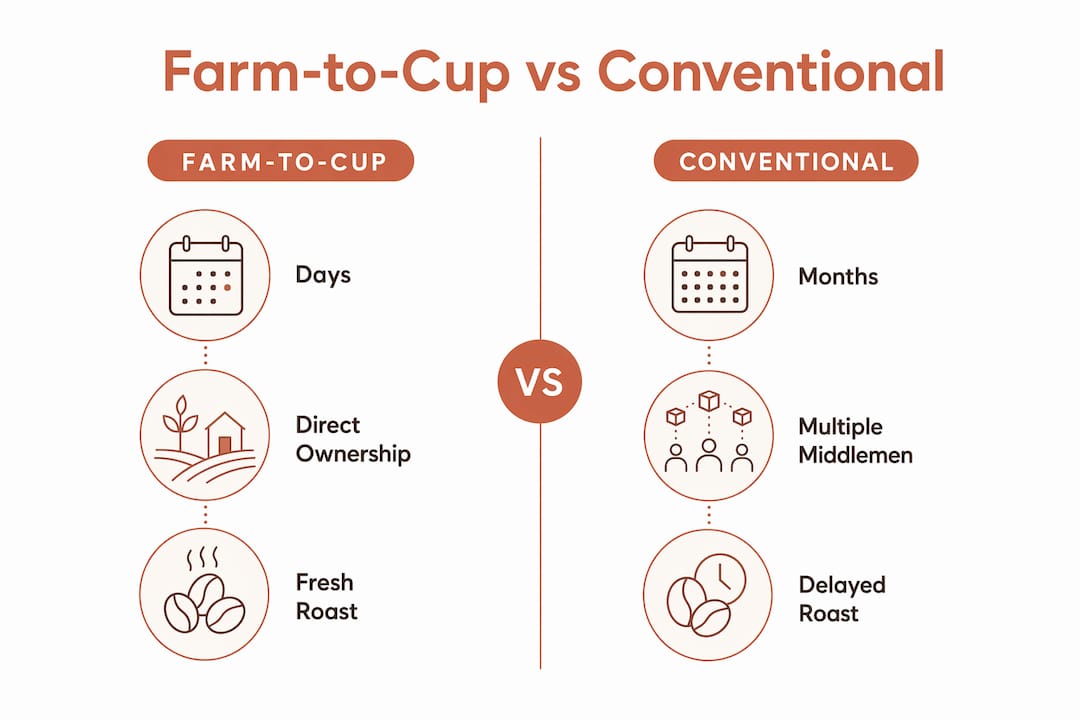 Infographic comparing farm-to-cup and conventional coffee supply chains