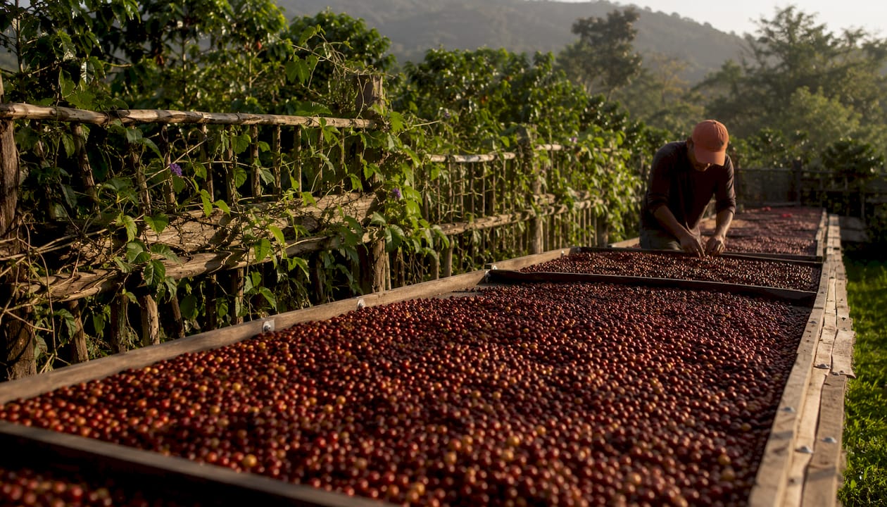 Micro-lot coffee cherries drying on wooden beds