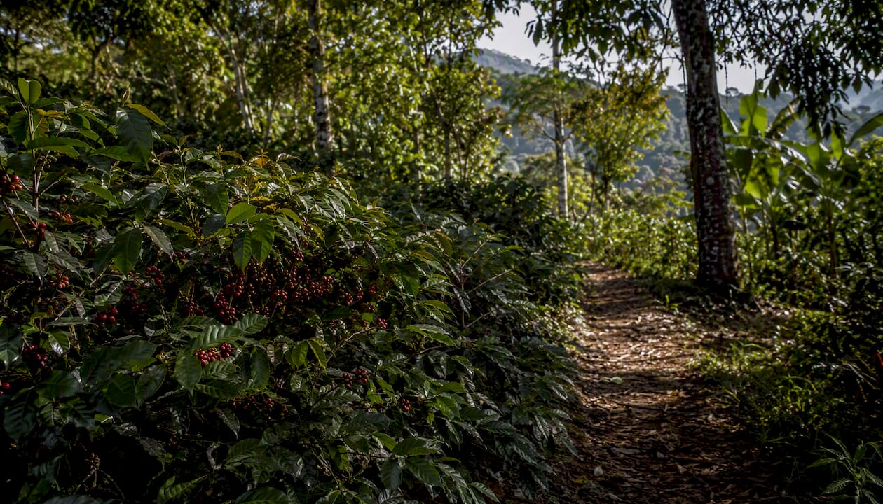How Coffee Farming Impacts the Environment: What to Know