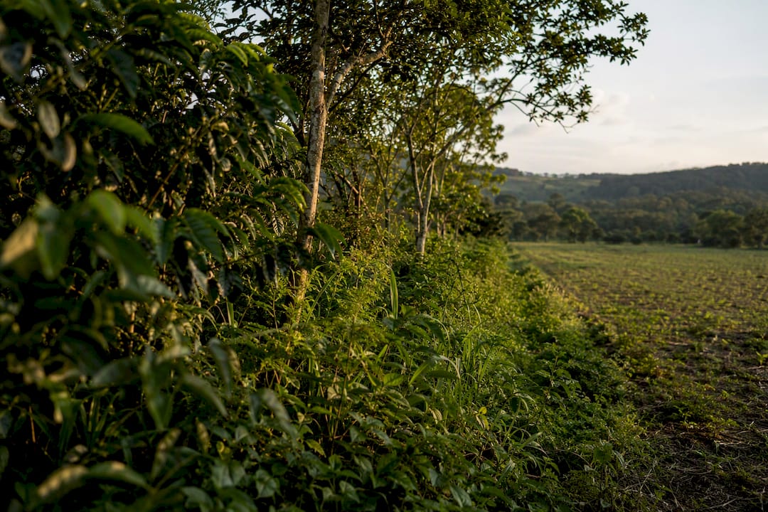 Vegetation buffer zone between organic and conventional coffee farms