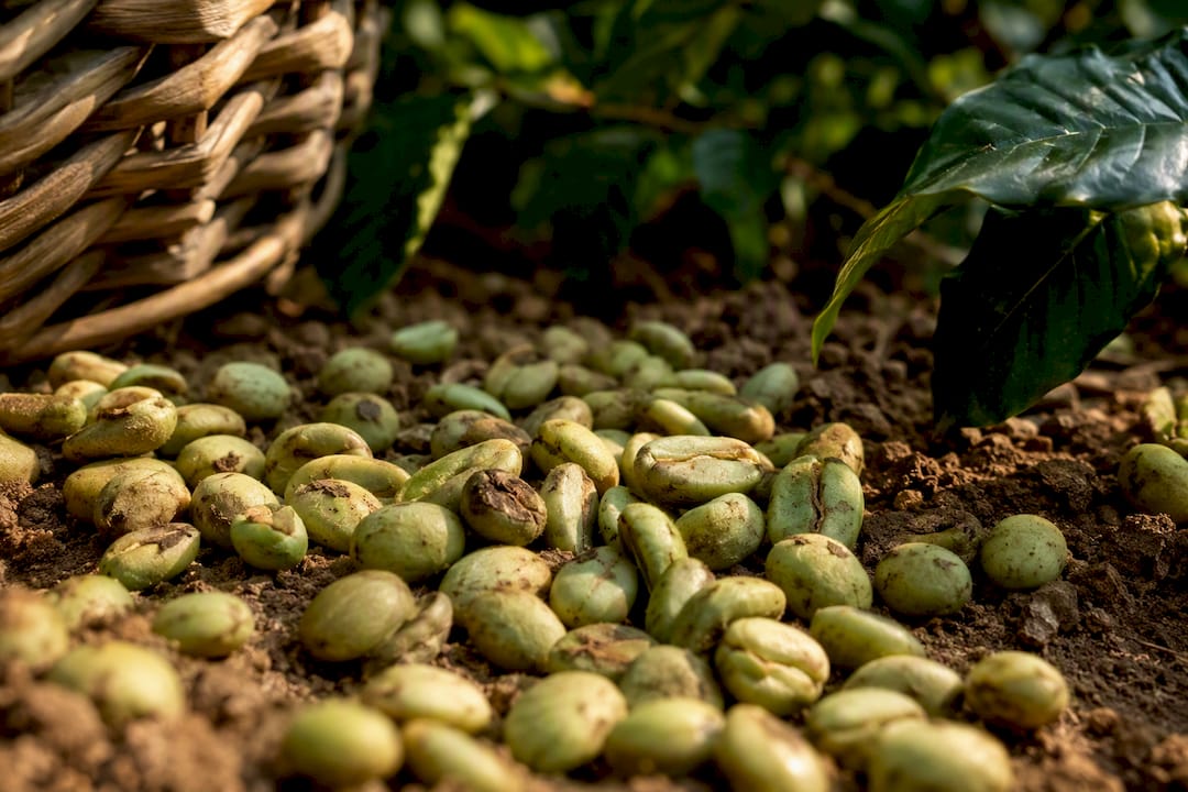 Raw green coffee beans showing natural faults