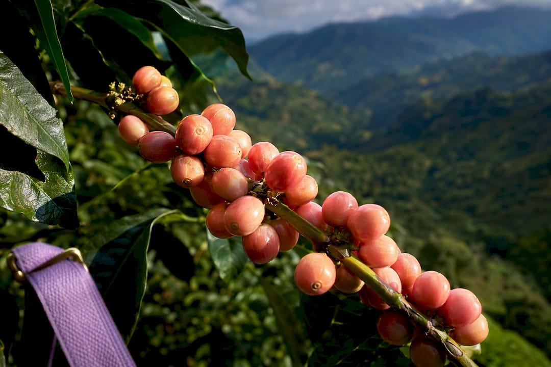 2017–2023 Genetic Tests: Pink Bourbon Coffee, Roast, Brew, Buy