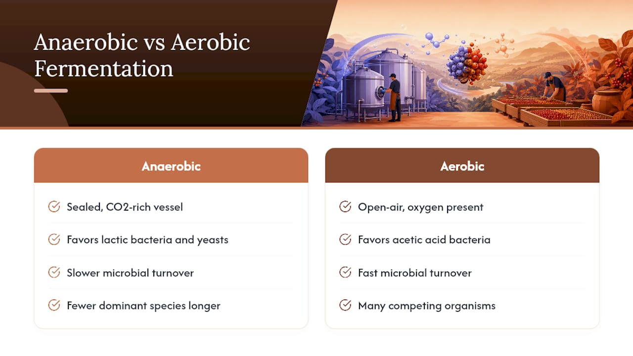 What Is Anaerobic Coffee Fermentation? — overview diagram